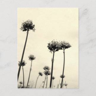 Wild flowers (B&W) Postcard