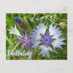 Wild Flowers: Blue Cornflowers Birthday Postcard