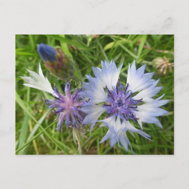 Wild Flowers: Blue Cornflowers DIY Postcard (Front)