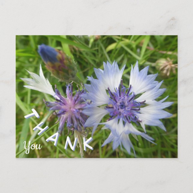 Wild Flowers: Blue Cornflowers Thank You Postcard (Front)