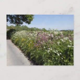 Wild flowers Herefordshire Postcard