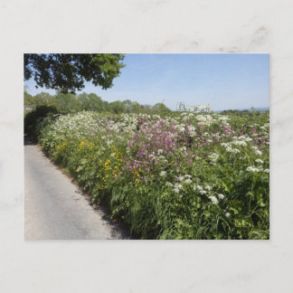 Wild flowers Herefordshire Postcard