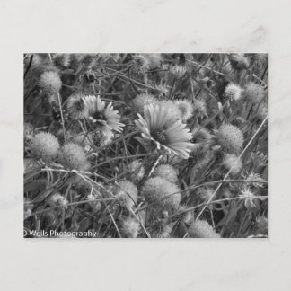 Wild flowers in black & white postcard