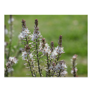 Wild flowers in Paphos, Cyprus Poster