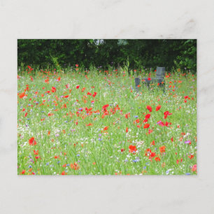 Wild Flowers Poppies Bench DIY Postcard