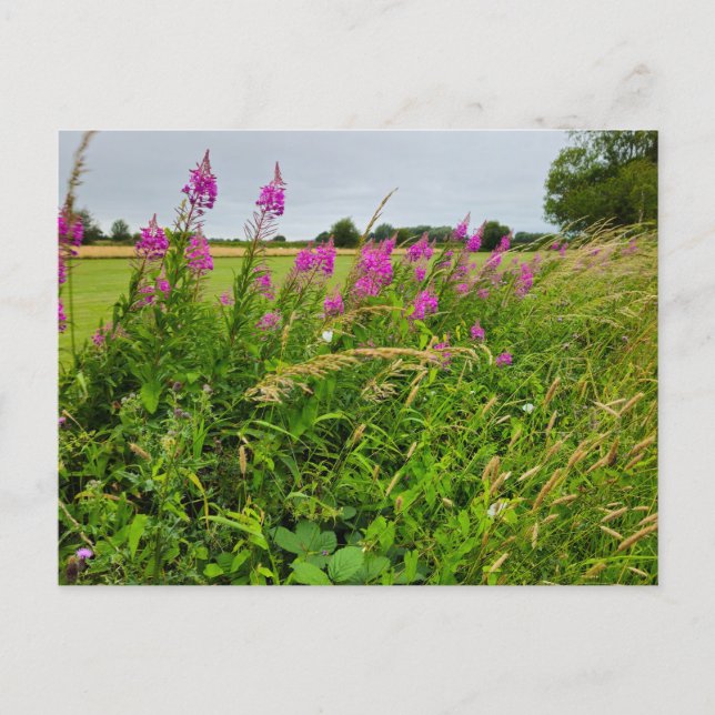 Wild flowers postcard (Front)