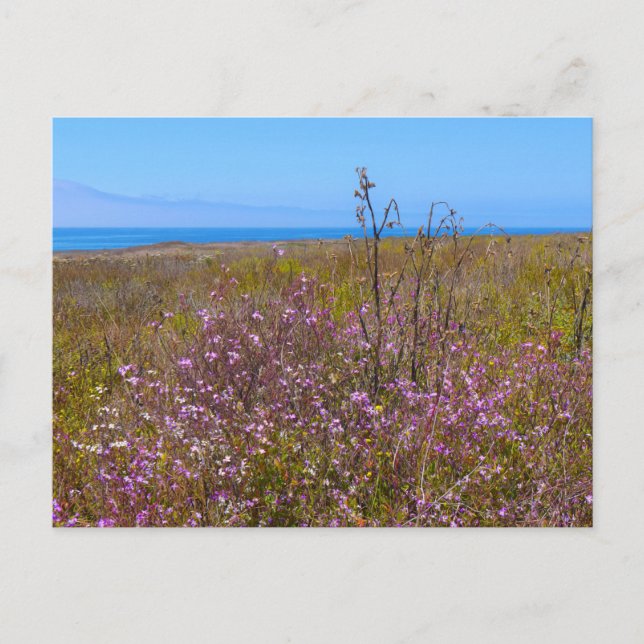 Wild Flowers Postcard (Front)