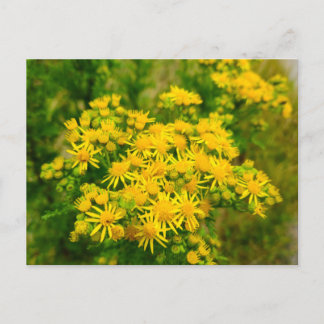 Wild flowers postcard