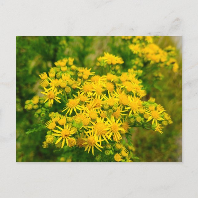 Wild flowers  postcard (Front)