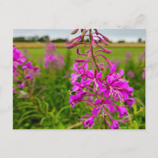Wild flowers postcard