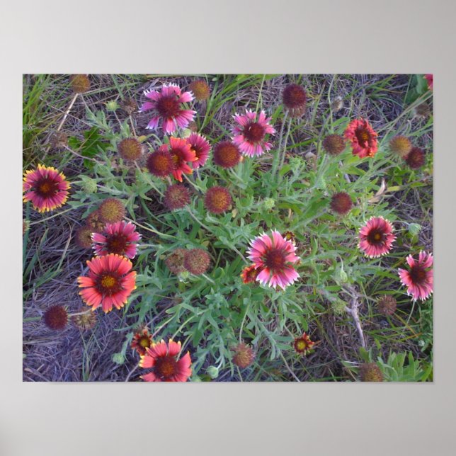 Wild Flowers Poster (Front)