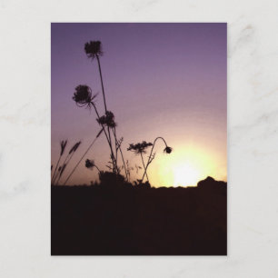 Wild Flowers Sunset Postcard