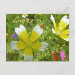 Wild Flowers: White Yellow Happy Birthday Postcard