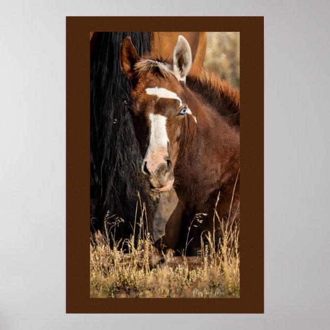 Wild Foal "DreamCatcher" Poster (Front)