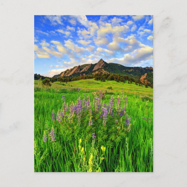 Wild For you Postcard (Front)