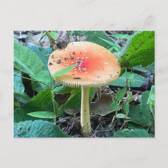 Wild Forest Mushroom Summer Nature Postcard (Front)