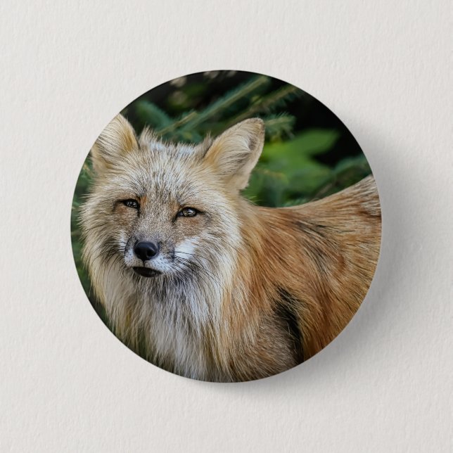 Wild Fox 6 Cm Round Badge (Front)