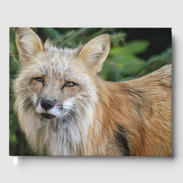 Wild Fox Guest Book (Front)