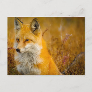 Wild Fox in the  Forrest Postcard