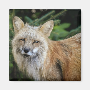 Wild Fox Magnet