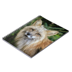 Wild Fox Notebook