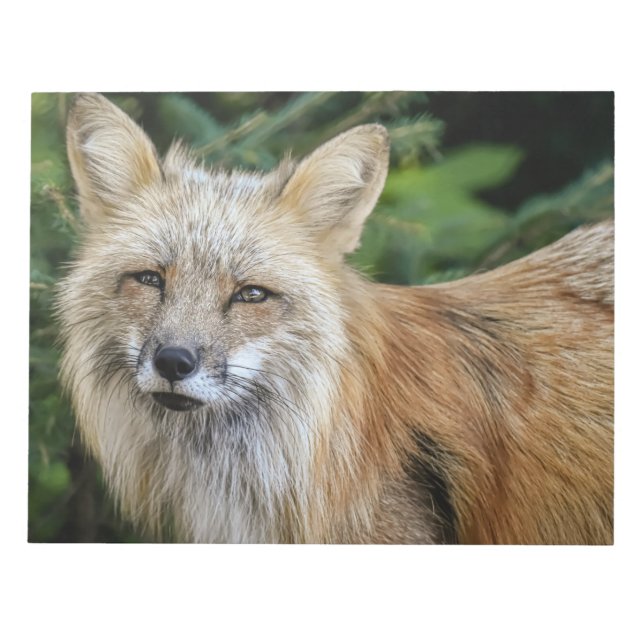 Wild Fox Notepad (Front)