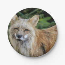 Wild Fox
