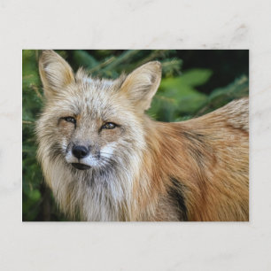 Wild Fox Postcard
