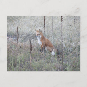 Wild Fox Postcard