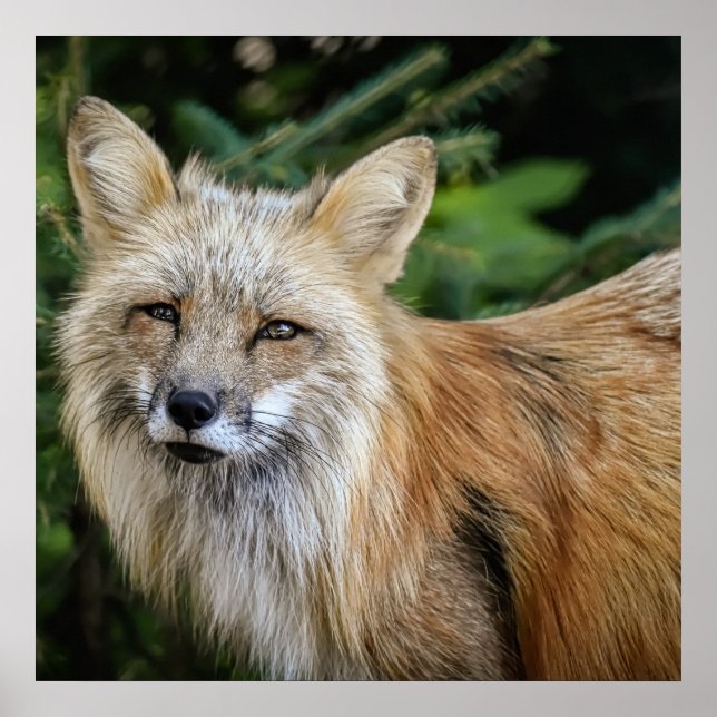 Wild Fox Poster (Front)