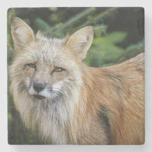 Wild Fox Stone Coaster