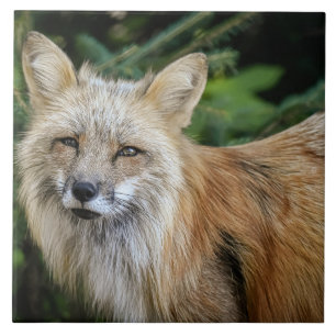 Wild Fox Tile
