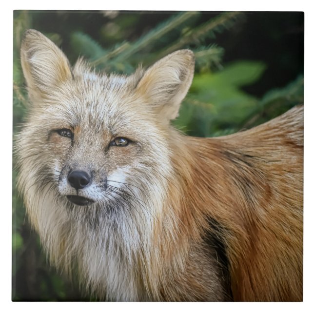 Wild Fox Tile (Front)