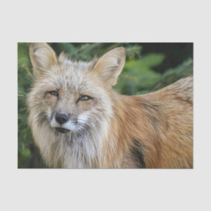 Wild Fox Tissue Paper