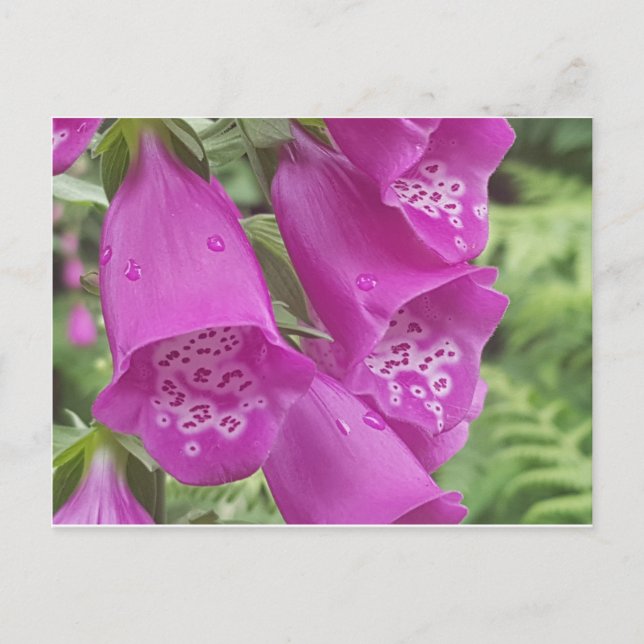 Wild Foxgloves - Digitalis Purpurea Postcard (Front)