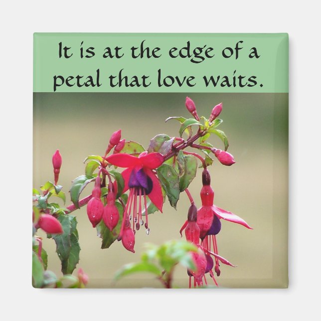 Wild Fuchsias Magnet (Front)