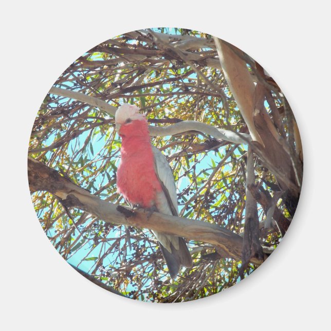 wild gallah magnet (Front)