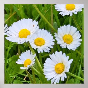 Wild Garden Flowers Romania – Nature Photography Poster