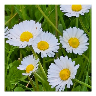Wild Garden Flowers Romania – Nature Photography Poster