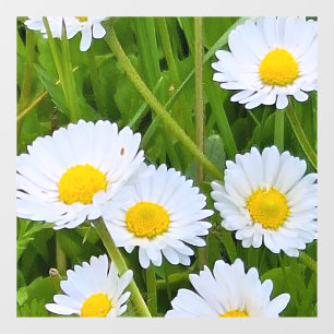 Wild Garden Flowers Romania – Nature Photography Window Cling