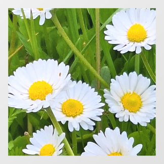 Wild Garden Flowers Romania – Nature Photography Window Cling