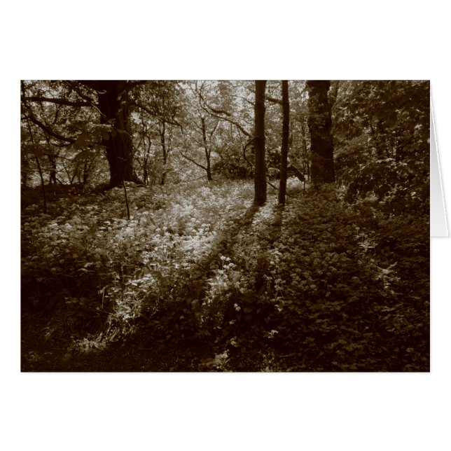 Wild Garlic in the Woods - Sepia Toned (Front Horizontal)