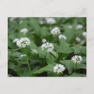Wild garlic or ramsons Allium ursinum Postcard