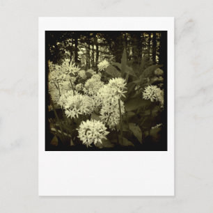 Wild Garlic. Postcard