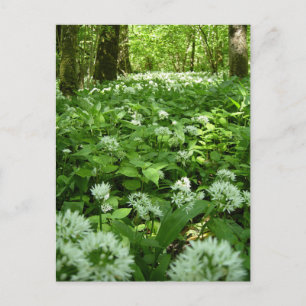 Wild Garlic Woodland Postcard