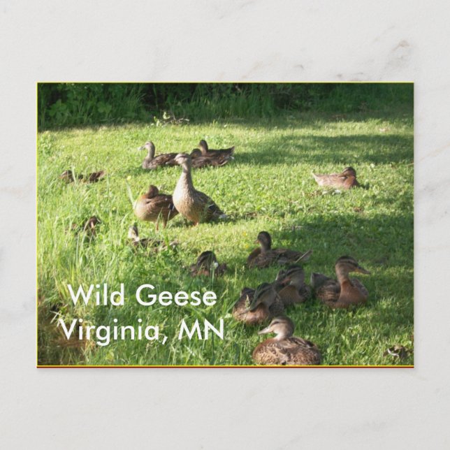 Wild Geese Postcard (Front)