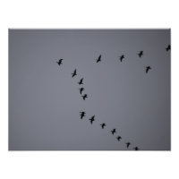 Wild Geese's