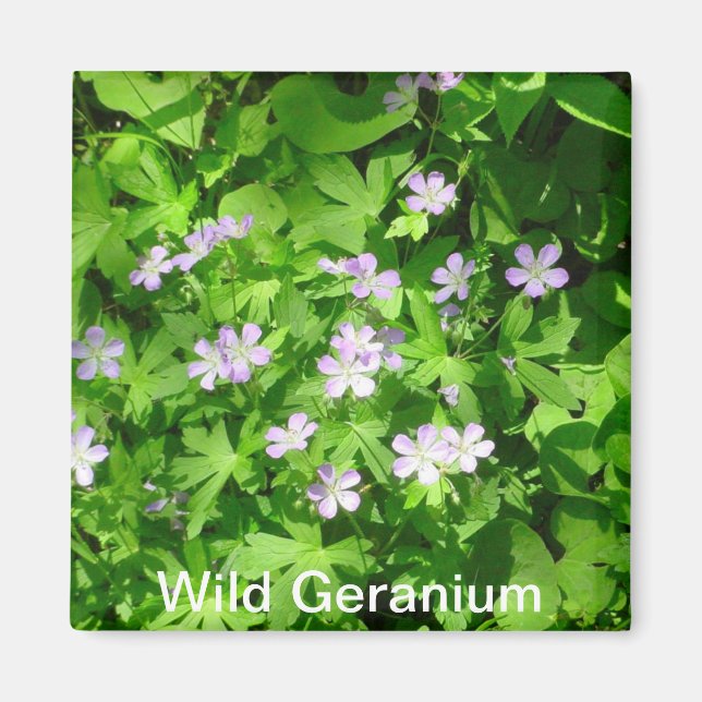 Wild Geranium Magnet (Front)