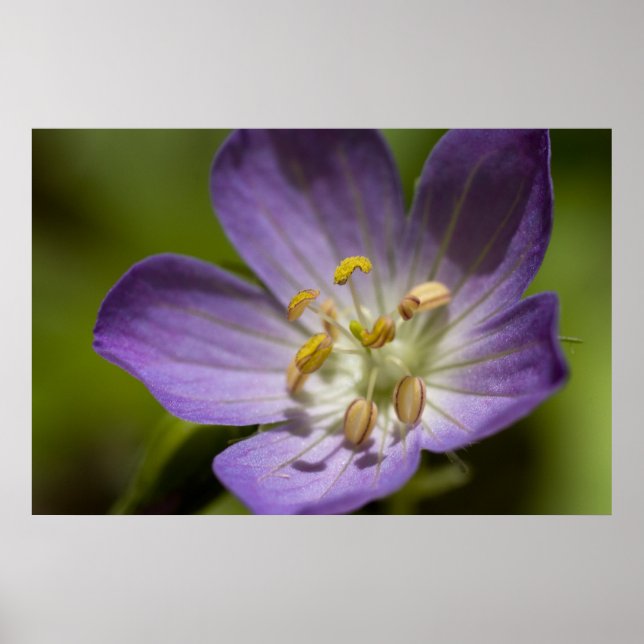 Wild Geranium Poster (Front)