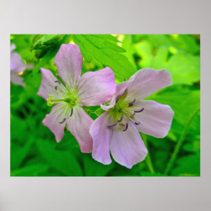 Wild Geranium Series Matching Items Poster